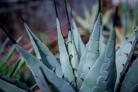 Close up of agave plant in the botanical garden of Gran Canariaの写真素材