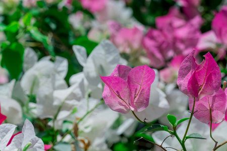 Paper flowers or Bougainvillea in the garden, Thailand.の写真素材