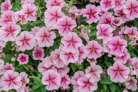 Beautiful pink petunia flowers in the garden. Natural floral background.の写真素材