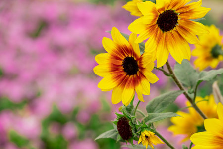 Beautiful sunflowers blooming in the garden, selective focusの写真素材