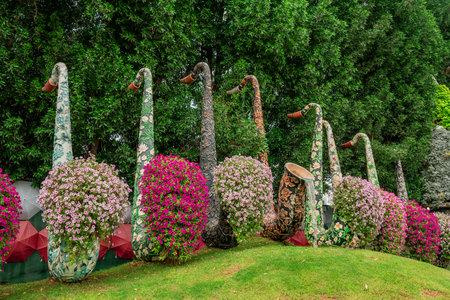 Flower garden in Doi Inthanon National Park, Thailand.の写真素材