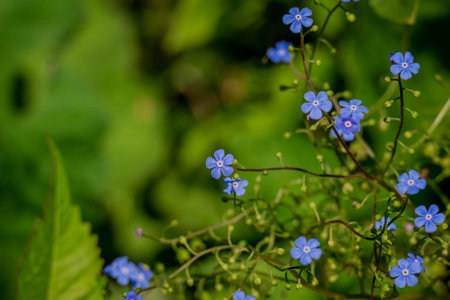 Blue flowers of forget-me-nots (Myosotis)の写真素材