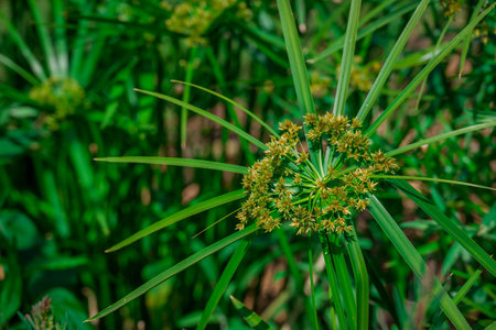 Cyperus officinalis L.)の写真素材