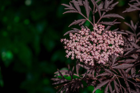 Flowering elderberry bush on a dark background, close-upの写真素材