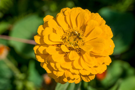 Zinnia elegans is a genus of flowering plants in the sunflower family Asteraceae.