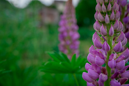 Purple lupine flowers in the garden. Selective focus.の写真素材