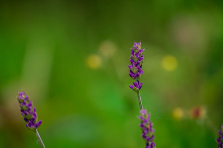 Lavender flowers on a green background. Selective focus.の写真素材
