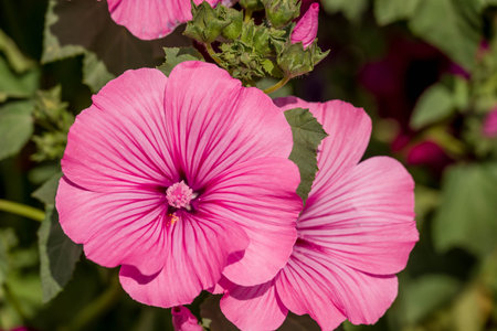 Beautiful pink mallow flowers blooming in the summer garden.