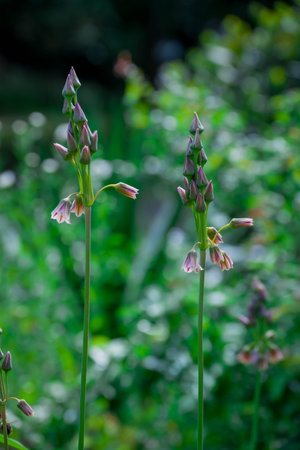 Pink flowers in the garden on a summer day. Selective focus.