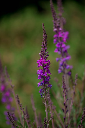 Purple salvia flowers on a meadow in the summer.の写真素材