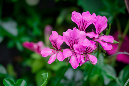 Geranium Pelargonium Flowers Blooming in The Garden, Thailand.