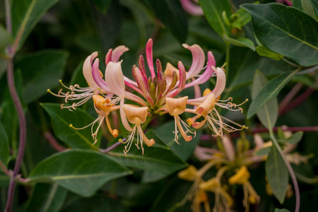 Flowering honeysuckle (Lonicera caprifolia)の写真素材