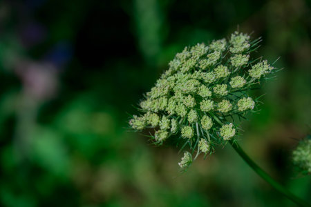 Daucus carota is a species of flowering plant in the family Cardiaceae.の写真素材