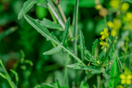 Close up of green leaves and plants in the garden, nature background.の写真素材