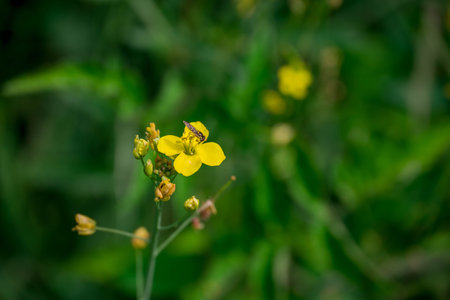 Close up of yellow mustard flower with blurred green background, Thailand.の写真素材