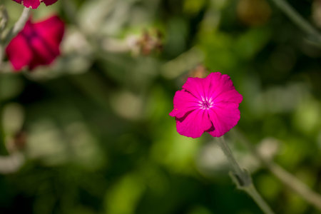 Pink flower in the garden. Selective focus, blurred background.の写真素材