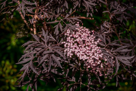 Sambucus nigra is a genus of flowering plants in the family Rosaceae.の写真素材