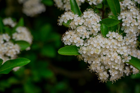 White flowers of hawthorn (Pyracantha coccinea)の写真素材