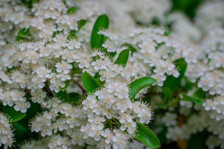 White flowers of hawthorn (Crataegus monogyna)
