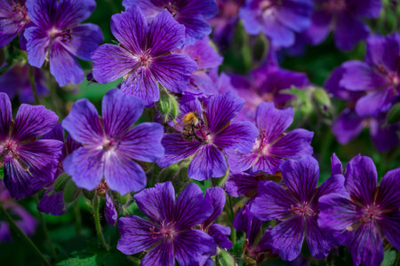 Purple flower of Geranium sylvaticum in a garden