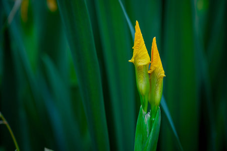 Yellow iris flower on green background. Close-up shot.