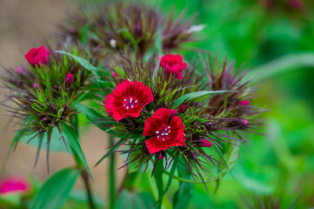 Dianthus chinensis, Indian carnation, Dianthus chinensisの写真素材