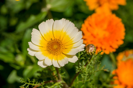 Calendula officinalis)