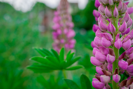 purple lupine flowers in the garden, soft focus.の写真素材