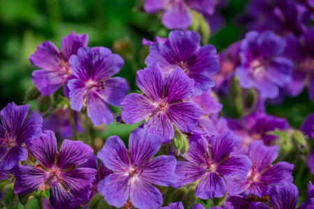 Geranium sylvaticum. Close-up of purple flowers.