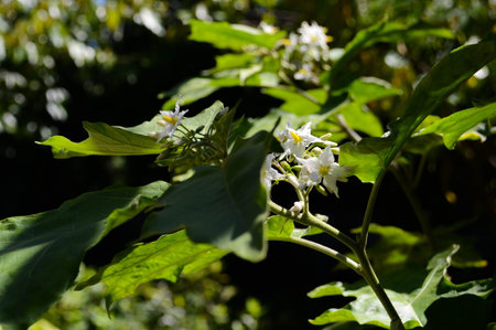 Eggplant flowerの写真素材