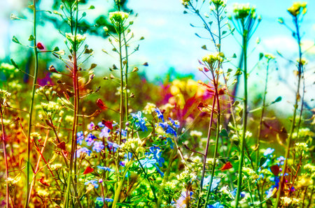 Light spring colorful blooming flowers.の写真素材