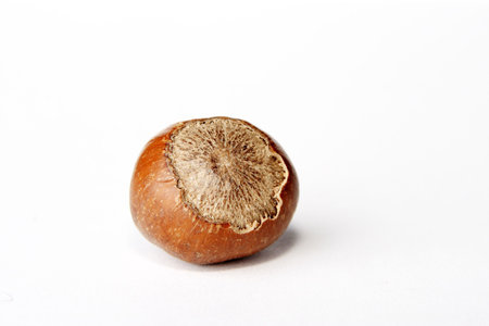 Hazlenut on white backgroundの写真素材