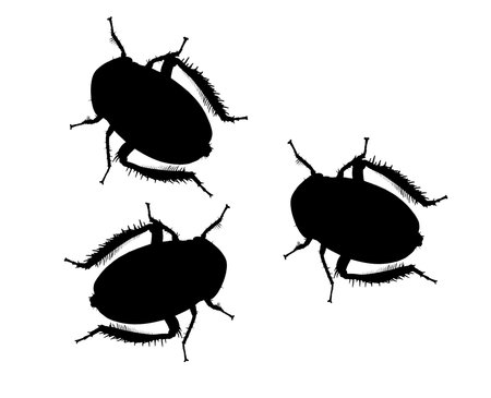 Black bugsの写真素材