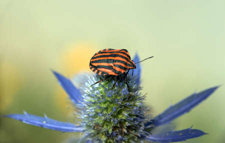 Shield bug on Echinops flowerの写真素材