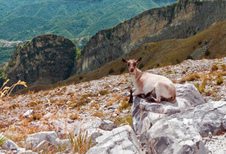 Mountain goat enjoying mountain viewの写真素材