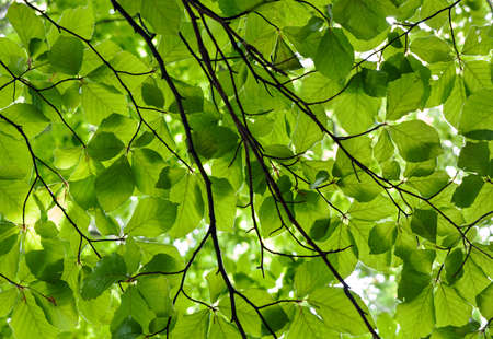 Beech leaves backlit by the sun - backgroundの写真素材