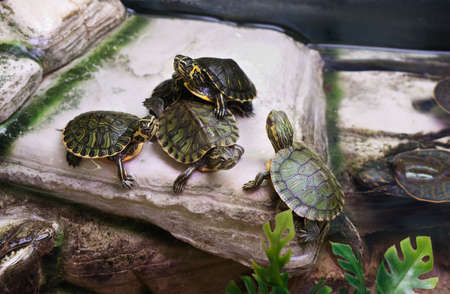 Cute terrapins in acquariumの写真素材