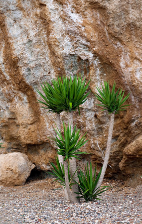 Exotic yucca plant in garden settingの写真素材