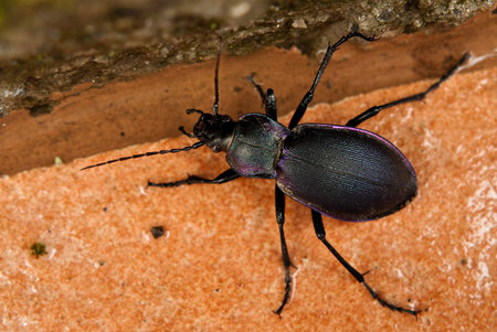 Purple ground beetle - Carabus Problematicusの写真素材