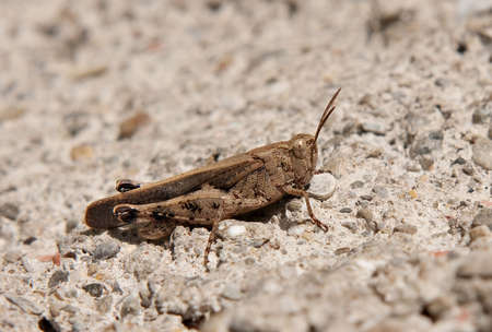 Grasshopper macroの写真素材