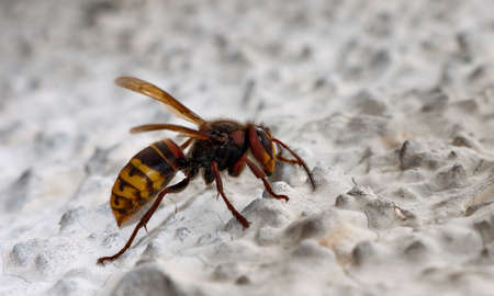 Live hornetの写真素材