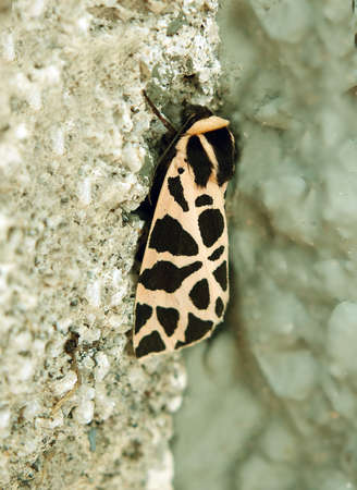 Tiger moth on wallの写真素材