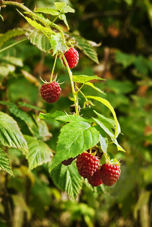 Autumn raspberries in autumn sunshine