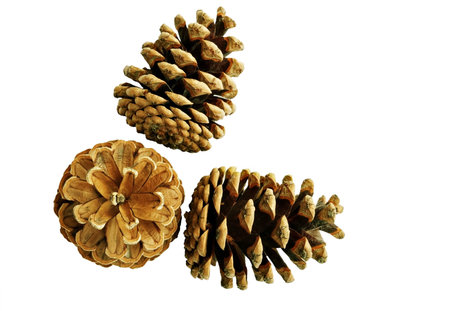 Three pine cones - isolatedの写真素材