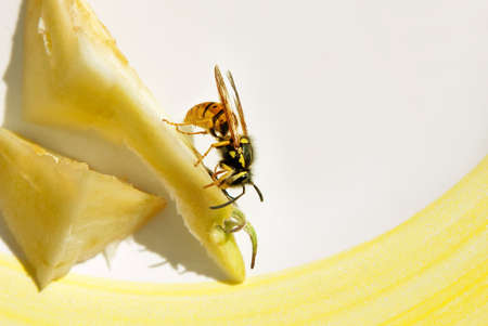 Wasp feasting on apple, on plateの写真素材