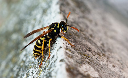 Wasp climbing over stone