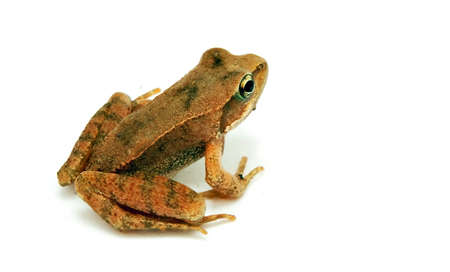Beady eyed, baby frog, over whiteの写真素材