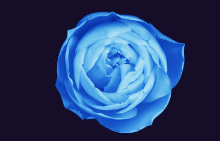 Blue rose - voluptuous and sensuous - isolated on darkest navyの写真素材