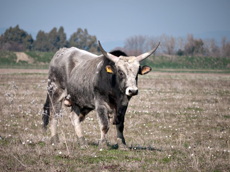 Litle white bullの写真素材