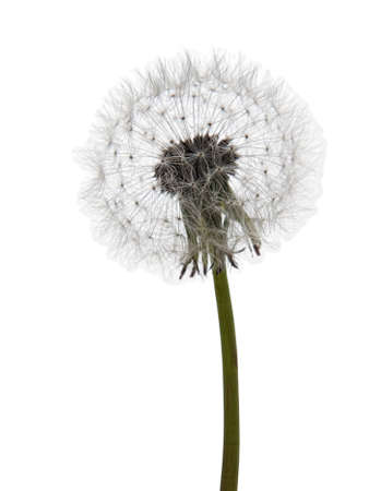 Dandelion clock seed head over whiteの写真素材